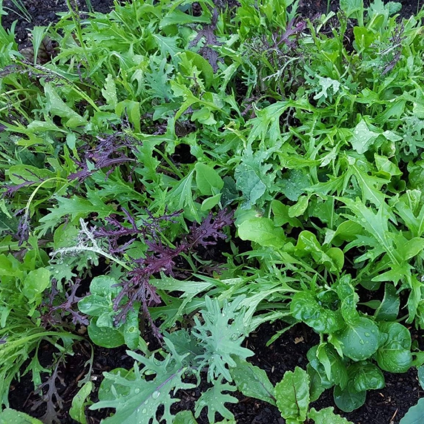 Garden Conversation on KHNS